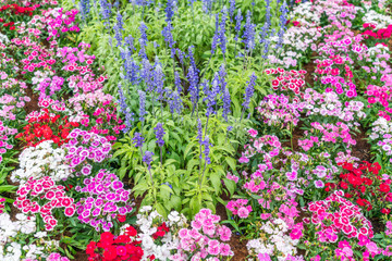 Beautiful flowers background