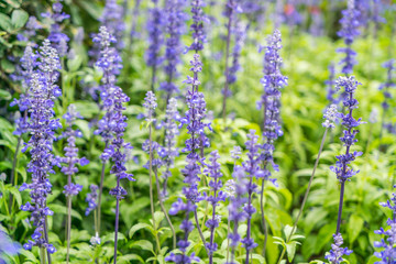 Beautiful flowers background