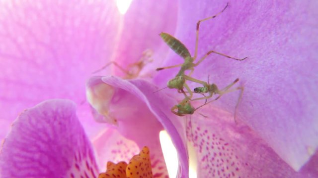 Nymph of mantis cannibal on pink orchid flower. cannibalism is normal in insect macro world