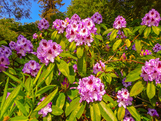Rhododendron in verschiedenen Farben und unterschiedlichen Sorten