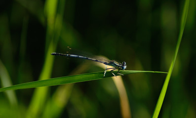 ważka