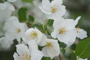 Fototapeta premium spring white flowers of an apple tree on a tree