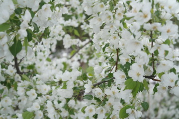 spring white flowers of an apple tree on a tree