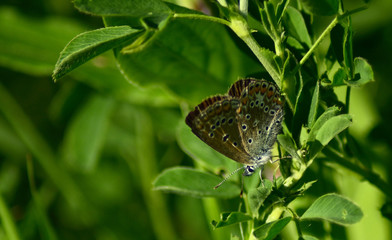 Motyl