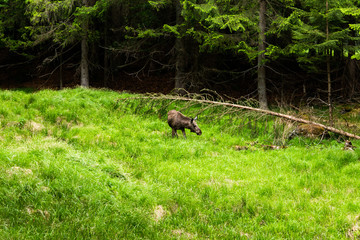Young moose (Alces alces) in summer forest