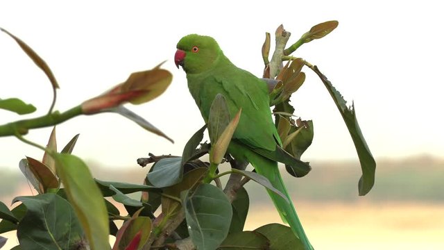 WIld green parrot Rose-Ringed Parakeet, Psittacula Krameri in Varanasi, India, 4K footage video