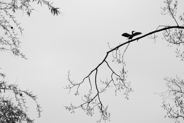 Kormoran sitzt auf Zweig gen Himmel