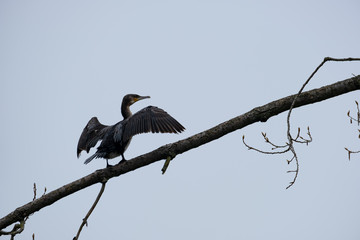 Kormoran sitzt auf Zweig gen Himmel