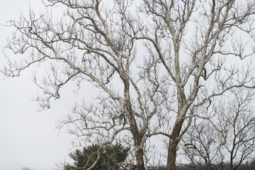 Large American sycamore tree Platanus occidentalis with nuts or fruit in winter against white cloudy sky