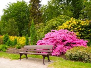 Rhododendron in verschiedenen Farben und unterschiedlichen Sorten