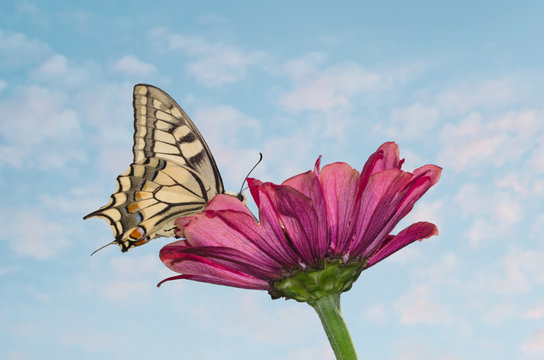 A large butterfly sits on an magenta Zinnia flower. Papilio machaon, the Old World swallowtail, is a butterfly of the family Papilionidae. The butterfly is also known as the common yellow swallowtail