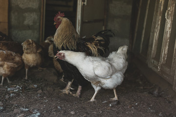 the hens in the chicken coop went out for a walk and watched in amazement