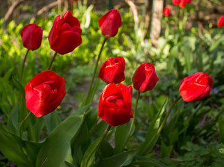 field of tulips