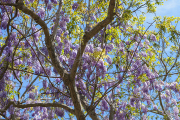 Wisteria sinensis flower expanded on a walnut tree, low angle with sky background