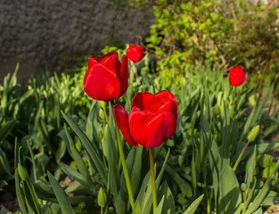 field of red tulips