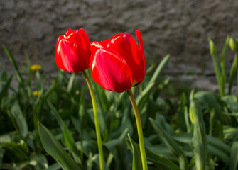 red tulips in the garden