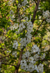 blooming apple tree in spring