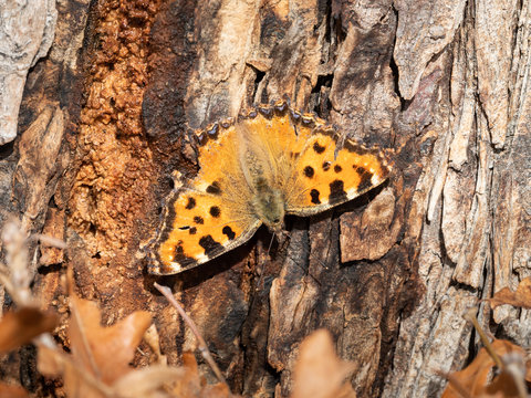 An adult Large Tortoiseshell butterfly sitting on a tree