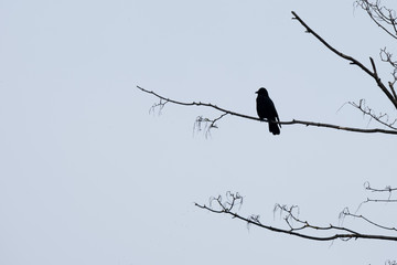 1 387 Rabe Vogel Crow Fototapeten Leinwandbilder Und Aufkleber Wallsheaven