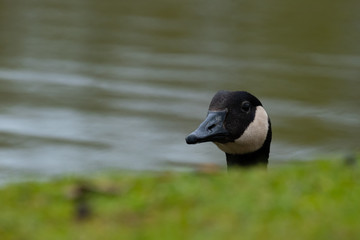 Kanadagans schaut über Uferkante