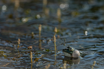 A water frog calling in a pond in Croatia