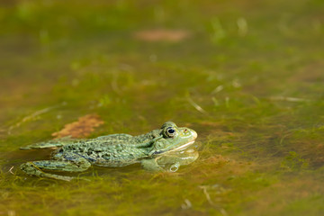 A water frog resting in a small pond on a sunny day
