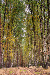 View of a path in the birch forest.