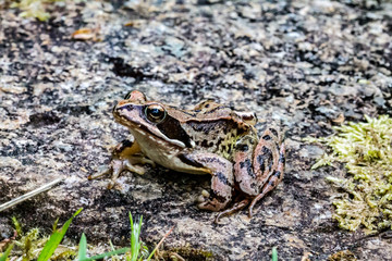 frog