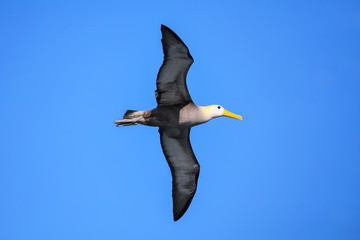 Waved albatross in flight on Espanola Island, Galapagos National park, Ecuador