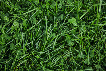 Fototapeta na wymiar top view of fresh green grass and clover