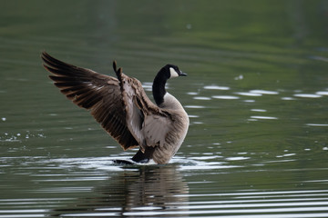 Eine Kanadagans lüftet ihre Schwingen