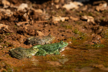 A water frog resting in a small pond on a sunny day