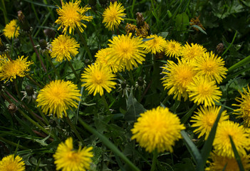 dandelions in the grass
