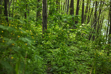 Green plants, trees and grass in summer forest