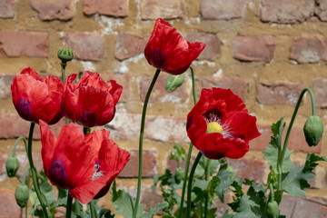 Fototapeta na wymiar Red poppies in walled garden in Eastcote, Hillingdon, UK