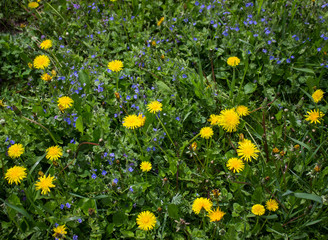 field of yellow and blue flowers