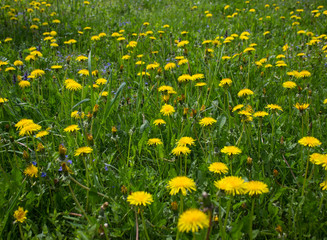 field of dandelions