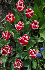 red tulips in the garden