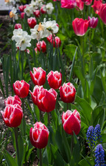 field of red and white tulips