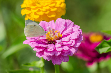 White butterfly sitting on an magenta Zinnia flower. Pieris brassicae, also called the large white, cabbage butterfly, cabbage white, cabbage moth or the large cabbage white.