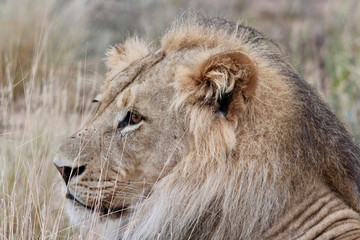 African Male Lion with Black Mane in Rainy Savannah