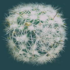 Obraz premium Top view close-up round green cactus with needles. Concept: prickly, unfriendly, poor environmental situation on planet Earth, view from Cosmos. Vintage vignette, toned picture with Instagram filter.
