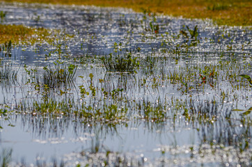 standing water in a field after rain