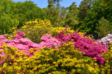 Rhododendron in verschiedenen Farben und unterschiedlichen Sorten