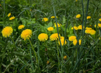yellow dandelions in a meadow