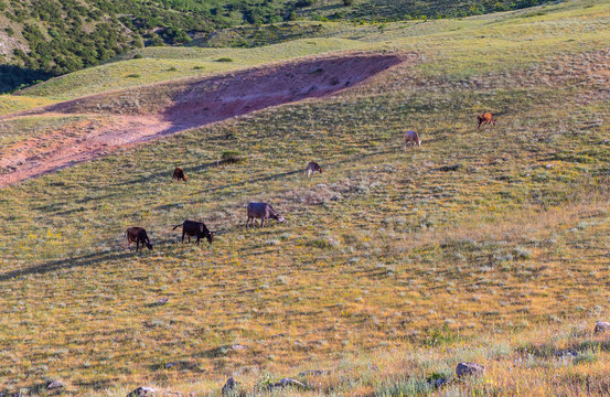 Grazing cows on a plain in the mountains