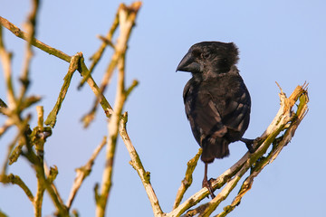 Large Cactus Finch on Espanola Island, Galapagos National park, Ecuador.