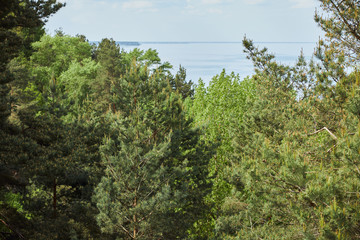 aerial view of landscape with river and green leafy trees