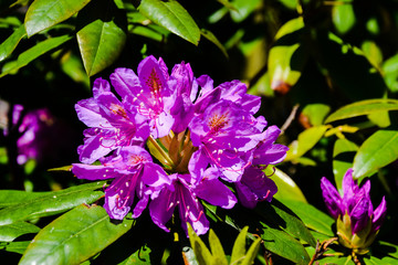 Rhododendron in verschiedenen Farben und unterschiedlichen Sorten