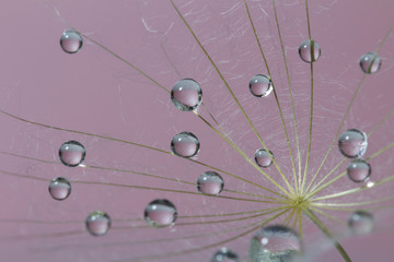 Beautifuldew drops on a dandelion flower on a purple background .romantic dreams concept